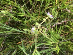 Spergularia tasmanica