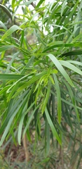 Acacia uncifolia