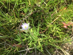 Spergularia tasmanica