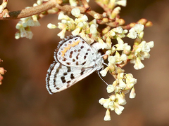 Euphilotes pallescens elvirae