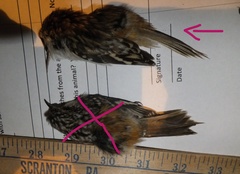 Certhia americana