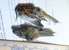 Certhia americana