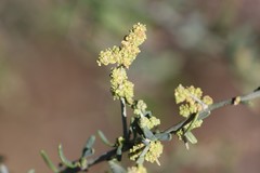 Chenopodium nitrariaceum