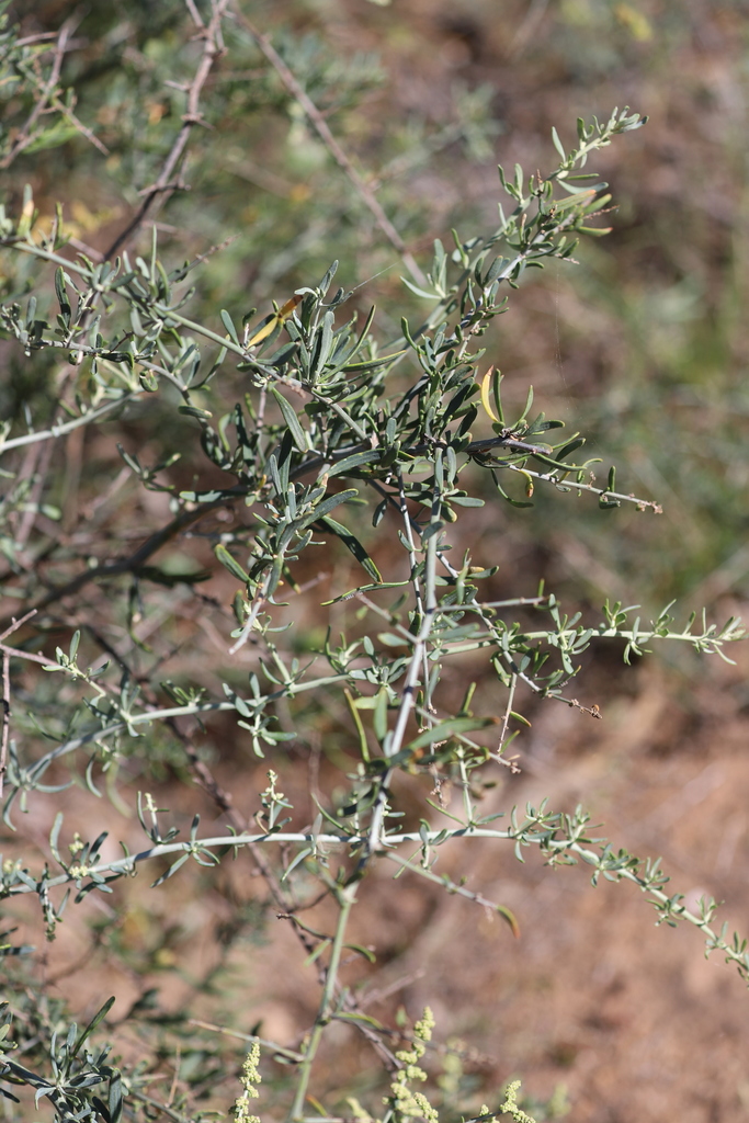 Nitre Goosefoot