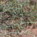 Chenopodium nitrariaceum - Photo 由 Arthur Chapman 所上傳的 (c) Arthur Chapman，保留部份權利CC BY-NC-SA