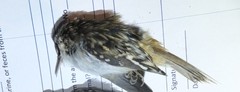 Certhia americana
