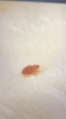 Cimex lectularius