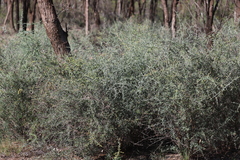 Chenopodium nitrariaceum