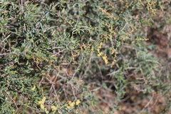 Chenopodium nitrariaceum
