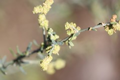 Chenopodium nitrariaceum