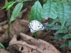 Chalcosia phalaenaria