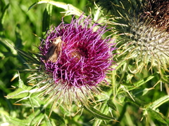 Cirsium morisianum