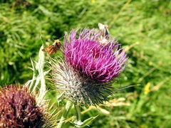 Cirsium morisianum