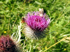 Cirsium morisianum