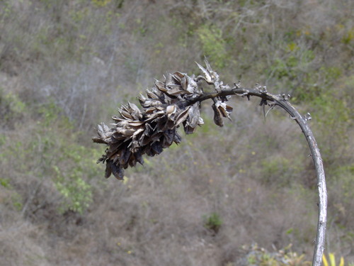 Agave sartorii K.Koch 2