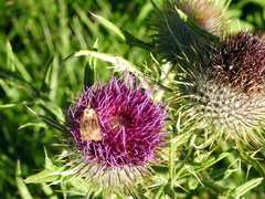 Cirsium morisianum