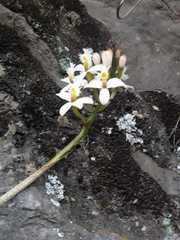 Epidendrum