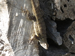 Sceloporus albiventris