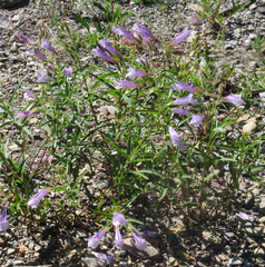 Penstemon lyallii