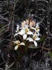 Epidendrum