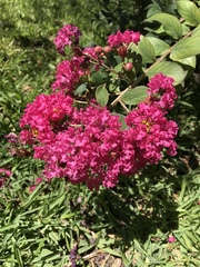 Lagerstroemia