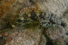 Sebastiscus marmoratus