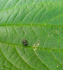 Cephalotes