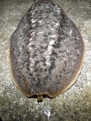 Phyllocaulis soleiformis