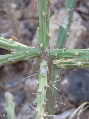 Pereskiopsis diguetii