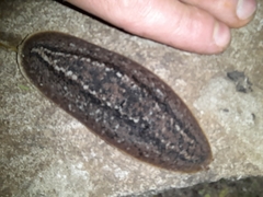 Phyllocaulis soleiformis