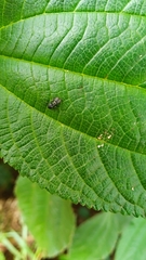 Cephalotes