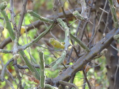 Pereskiopsis diguetii