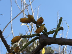 Pereskiopsis diguetii