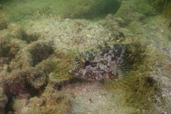 Sebastiscus marmoratus