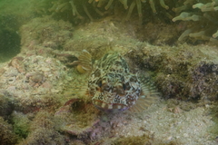 Sebastiscus marmoratus