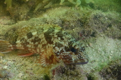 Sebastiscus marmoratus