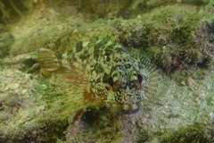 Sebastiscus marmoratus