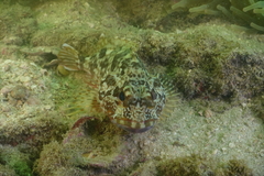 Sebastiscus marmoratus