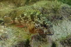 Sebastiscus marmoratus