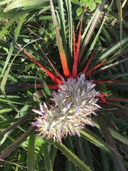 Bromelia antiacantha