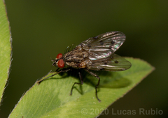 Anthomyia bruchi