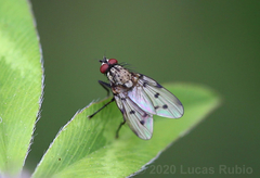 Anthomyia bruchi