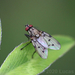 Anthomyia bruchi - Photo (c) Lucas Rubio, algunos derechos reservados (CC BY), subido por Lucas Rubio