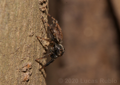 Asaphobelis physonychus