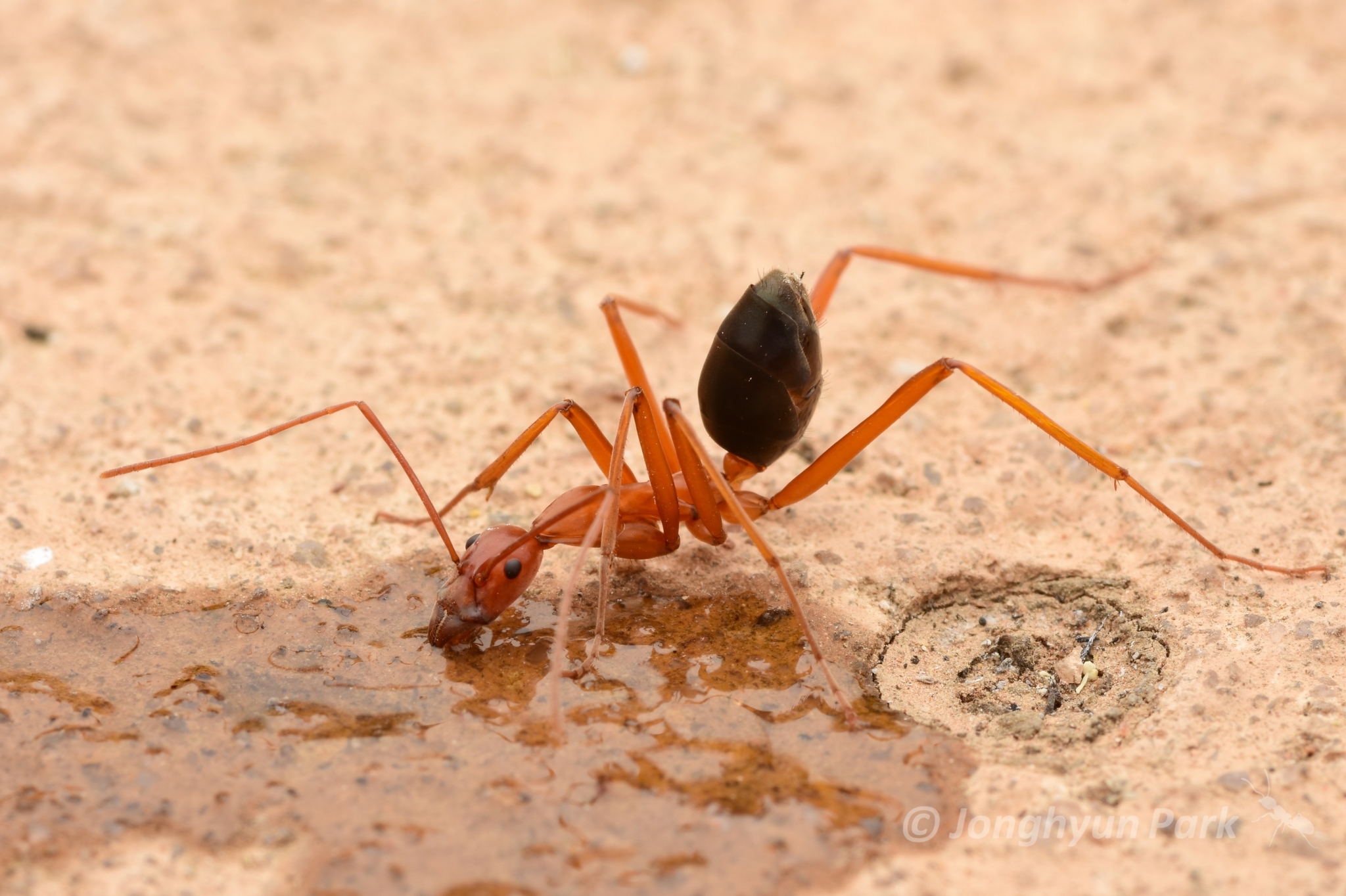 Leptomyrmex nigriventris