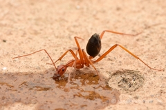 Leptomyrmex nigriventris