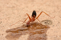 Leptomyrmex nigriventris