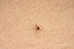Leptomyrmex nigriventris