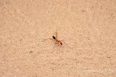 Leptomyrmex nigriventris