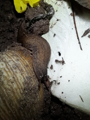 Sarasinula linguaeformis